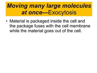 Moving many large molecules at once— Exocytosis Material is packaged inside the cell and the package fuses with the cell membrane while the material goes out of the cell. 