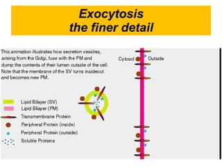 Exocytosis the finer detail 