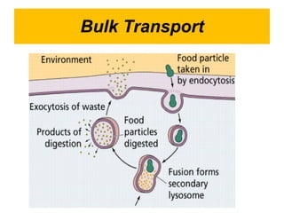 Bulk Transport 