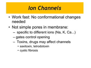 Ion Channels Work fast: No conformational changes needed Not simple pores in membrane: specific to different ions (Na, K, Ca...) gates control opening Toxins, drugs may affect channels saxitoxin, tetrodotoxin cystic fibrosis  