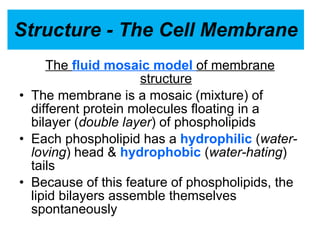 Structure - The Cell Membrane The  fluid mosaic model  of membrane structure The membrane is a mosaic (mixture) of different protein molecules floating in a bilayer ( double layer ) of phospholipids  Each phospholipid has a  hydrophilic  ( water-loving ) head &  hydrophobic  ( water-hating ) tails Because of this feature of phospholipids, the lipid bilayers assemble themselves spontaneously 