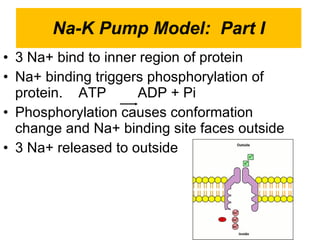 Na-K Pump Model:  Part I 3 Na+ bind to inner region of protein Na+ binding triggers phosphorylation of protein.  ATP  ADP + Pi Phosphorylation causes conformation change and Na+ binding site faces outside 3 Na+ released to outside  