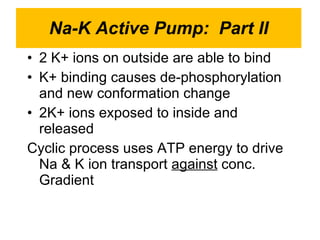 Na-K Active Pump:  Part II 2 K+ ions on outside are able to bind K+ binding causes de-phosphorylation and new conformation change 2K+ ions exposed to inside and released Cyclic process uses ATP energy to drive Na & K ion transport  against  conc. Gradient  