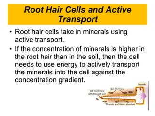 Root Hair Cells and Active Transport Root hair cells take in minerals using active transport. If the concentration of minerals is higher in the root hair than in the soil, then the cell needs to use energy to actively transport the minerals into the cell against the concentration gradient. 