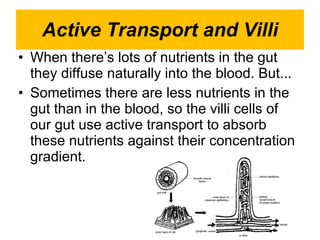 Active Transport and Villi When there’s lots of nutrients in the gut they diffuse naturally into the blood. But... Sometimes there are less nutrients in the gut than in the blood, so the villi cells of our gut use active transport to absorb these nutrients against their concentration gradient.  