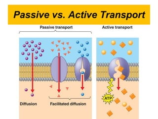 Passive vs. Active Transport 