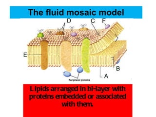 The fluid mosaic model Lipids arranged in bi-layer with proteins embedded or associated with them. 