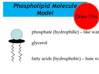 Phospholipid Molecule Model glycerol fatty acids (hydrophobic) – hate water phosphate (hydrophilic) – like water Draw This 