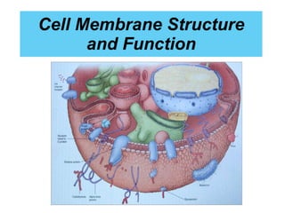 Cell Membrane Structure and Function 