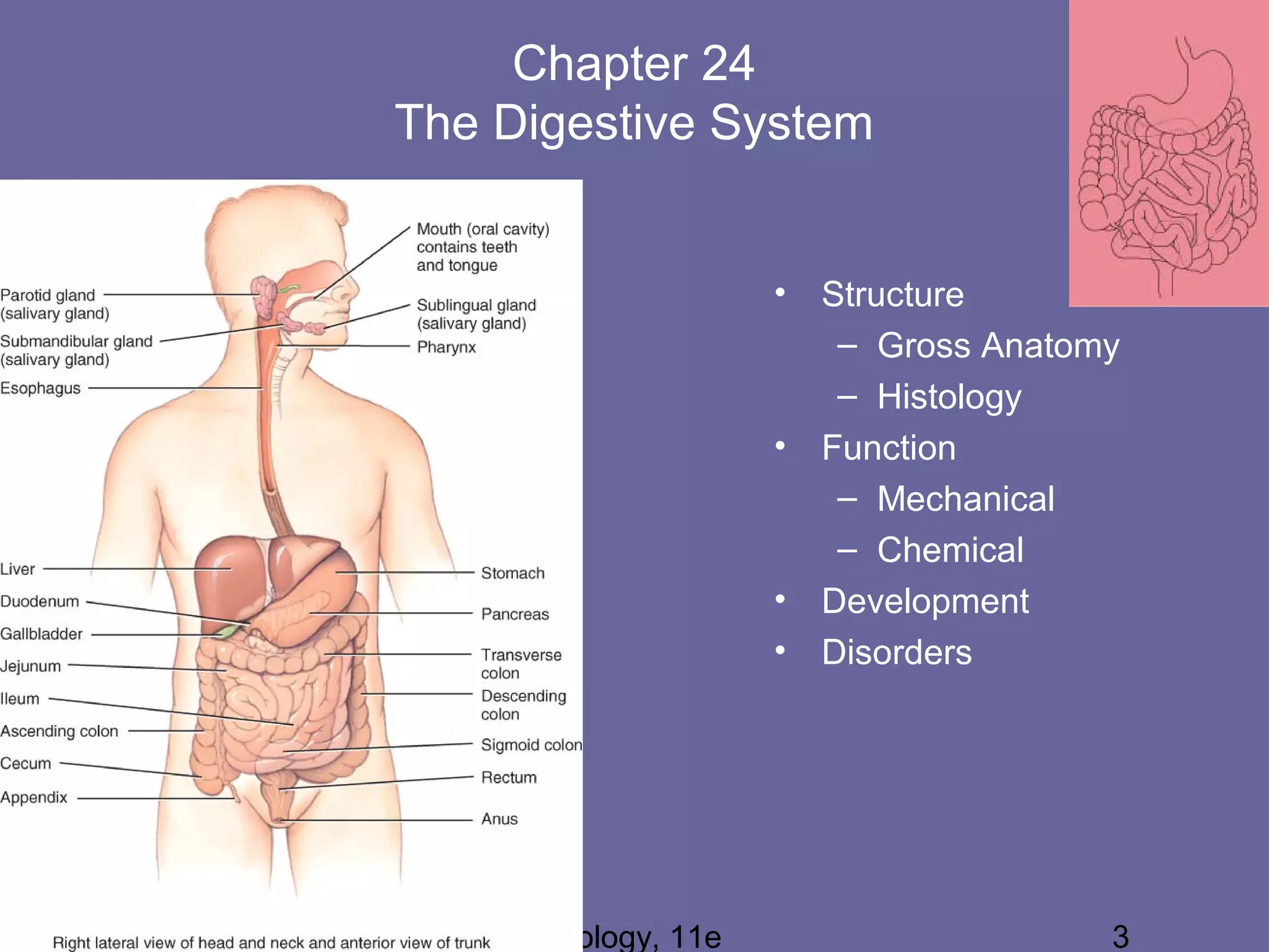 Chapter 24 Test Review Anatomy And Physiology Chapter 24 Digestive