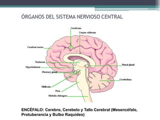 ÓRGANOS DEL SISTEMA NERVIOSO CENTRAL
ENCÉFALO: Cerebro, Cerebelo y Tallo Cerebral (Mesencéfalo,
Protuberancia y Bulbo Raquídeo)
 