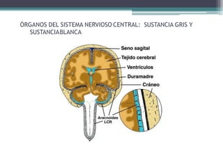 ÓRGANOS DEL SISTEMA NERVIOSO CENTRAL: SUSTANCIA GRIS Y
SUSTANCIABLANCA
 
