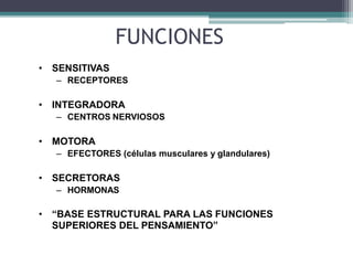 FUNCIONES
• SENSITIVAS
– RECEPTORES
• INTEGRADORA
– CENTROS NERVIOSOS
• MOTORA
– EFECTORES (células musculares y glandulares)
• SECRETORAS
– HORMONAS
• “BASE ESTRUCTURAL PARA LAS FUNCIONES
SUPERIORES DEL PENSAMIENTO”
 