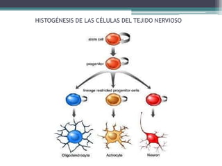 HISTOGÉNESIS DE LAS CÉLULAS DEL TEJIDO NERVIOSO
 