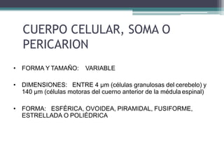 CUERPO CELULAR, SOMA O
PERICARION
• FORMA Y TAMAÑO: VARIABLE
• DIMENSIONES: ENTRE 4 μm (células granulosas del cerebelo) y
140 μm (células motoras del cuerno anterior de la médula espinal)
• FORMA: ESFÉRICA, OVOIDEA, PIRAMIDAL, FUSIFORME,
ESTRELLADA O POLIÉDRICA
 