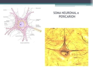 SOMA NEURONAL o
PERICARION
 