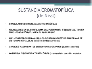 SUSTANCIA CROMATOFÍLICA
(de Nissl)
• GRANULACIONES MARCADAMENTE BASÓFILAS
• ABUNDANTES EN EL CITOPLASMA DEL PERICARION Y DENDRITAS. NUNCA
EN EL CONO AXÓNICO, NI EN EL AXÓN MISMO
• M.E.: CORRESPONDEN A CÚMULOS DE RER DISPUESTOS EN FORMAS DE
CISTERNAS PARALELAS (función: síntesis proteica)
• GRANDES Y ABUNDANTES EN NEURONAS GRANDES (cuerno anterior)
• VARIACIÓN FISIOLÓGICA Y PATOLÓGICA (cromatolisis, reacción axónica)
 