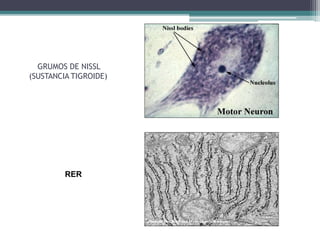 GRUMOS DE NISSL
(SUSTANCIA TIGROIDE)
RER
 