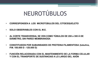 NEUROTÚBULOS
• CORRESPONDEN A LOS MICROTÚBULOS DEL CITOESQUELETO
• SOLO OBSERVABLES CON EL M.E.
• AL CORTE TRANSVERSAL SE VEN COMO TÚBULOS DE 200 a 300 Å DE
DIÁMETRO, SIN PARED MEMBRANOSA
• CONSTITUIDOS POR SUBUNIDADES DE PROTEINA FILAMENTOSA (tubulina,
P.M. 100.000 D - 120.000 D)
• FUNCIÓN RELACIONADA CON EL MANTENIMIENTO DE LA FORMA CELULAR
Y CON EL TRANSPORTE DE SUSTANCIAS A LO LARGO DEL AXÓN
 