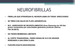 NEUROFIBRILLAS
• FIBRILLAS QUE ATRAVIESAN EL NEUROPLASMA EN TODAS DIRECCIONES
• SE TIÑEN CON SALES DE PLATA (ARGIROFILIA)
• M.E.: AGREGADOS DE NEUROFILAMENTOS (finos filamentos de 100 Åde
grosor compuestos por subunidades globulares proteicas (filarina,
P.M. 80.000 D)
• NO TIENEN MEMBRANA LIMITANTE
• AL CORTE TRANSVERSAL: PARED DENSA DE 30 Å DE GROSOR
RODEANDO A UNA ZONA CLARA
• FUNCIÓN EXACTA DESCONOCIDA
 