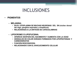 INCLUSIONES
• PIGMENTOS
– MELANINA:
• EN EL CITOPLASMA DE MUCHAS NEURONAS DEL SN (núcleo dorsal
del vago, ganglios espinales y simpáticos)
• RELACIONADA A LA SÍNTESIS DE CATECOLAMINAS
– LIPOCROMO O LIPOFUCSINA:
• APARECE DESPUÉS DEL NACIMIENTO Y AUMENTA CON LA EDAD
• GRÁNULOS DE COLOR DORADO FORMADOS POR LIPOPROTEINAS Y
CARBOHIDRATOS
• FUNCIÓN DESCONOCIDA
• RELACIONADO CON EL ENVEJECIMIENTO CELULAR
 
