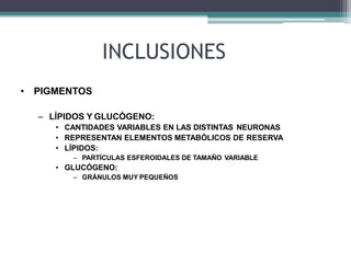 INCLUSIONES
• PIGMENTOS
– LÍPIDOS Y GLUCÓGENO:
• CANTIDADES VARIABLES EN LAS DISTINTAS NEURONAS
• REPRESENTAN ELEMENTOS METABÓLICOS DE RESERVA
• LÍPIDOS:
– PARTÍCULAS ESFEROIDALES DE TAMAÑO VARIABLE
• GLUCÓGENO:
– GRÁNULOS MUY PEQUEÑOS
 