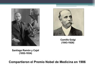 Camillo Golgi
(1843-1926)
Santiago Ramón y Cajal
(1852-1934)
Compartieron el Premio Nobel de Medicina en 1906
 