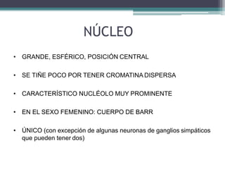 NÚCLEO
• GRANDE, ESFÉRICO, POSICIÓN CENTRAL
• SE TIÑE POCO POR TENER CROMATINA DISPERSA
• CARACTERÍSTICO NUCLÉOLO MUY PROMINENTE
• EN EL SEXO FEMENINO: CUERPO DE BARR
• ÚNICO (con excepción de algunas neuronas de ganglios simpáticos
que pueden tener dos)
 