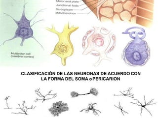 CLASIFICACIÓN DE LAS NEURONAS DE ACUERDO CON
LA FORMA DEL SOMA oPERICARION
 