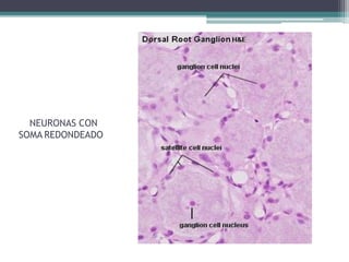 NEURONAS CON
SOMA REDONDEADO
 
