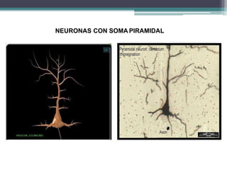 NEURONAS CON SOMA PIRAMIDAL
 