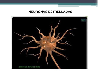 NEURONAS ESTRELLADAS
 