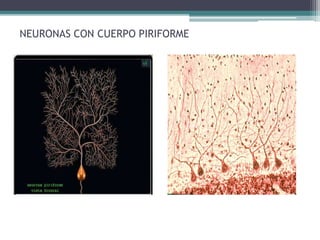 NEURONAS CON CUERPO PIRIFORME
 