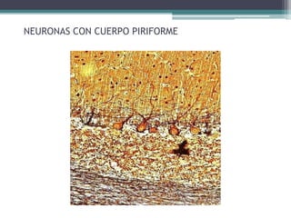 NEURONAS CON CUERPO PIRIFORME
 