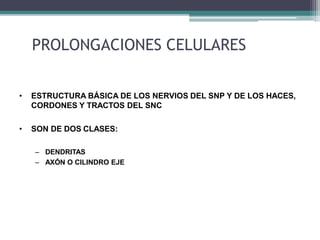 PROLONGACIONES CELULARES
• ESTRUCTURA BÁSICA DE LOS NERVIOS DEL SNP Y DE LOS HACES,
CORDONES Y TRACTOS DEL SNC
• SON DE DOS CLASES:
– DENDRITAS
– AXÓN O CILINDRO EJE
 