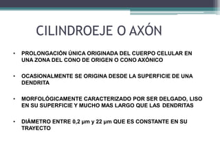 CILINDROEJE O AXÓN
• PROLONGACIÓN ÚNICA ORIGINADA DEL CUERPO CELULAR EN
UNA ZONA DEL CONO DE ORIGEN O CONO AXÓNICO
• OCASIONALMENTE SE ORIGINA DESDE LA SUPERFICIE DE UNA
DENDRITA
• MORFOLÓGICAMENTE CARACTERIZADO POR SER DELGADO, LISO
EN SU SUPERFICIE Y MUCHO MAS LARGO QUE LAS DENDRITAS
• DIÁMETRO ENTRE 0,2 μm y 22 μm QUE ES CONSTANTE EN SU
TRAYECTO
 