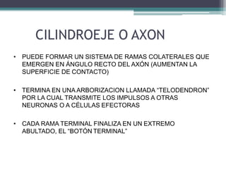 CILINDROEJE O AXON
• PUEDE FORMAR UN SISTEMA DE RAMAS COLATERALES QUE
EMERGEN EN ÁNGULO RECTO DEL AXÓN (AUMENTAN LA
SUPERFICIE DE CONTACTO)
• TERMINA EN UNA ARBORIZACION LLAMADA “TELODENDRON”
POR LA CUAL TRANSMITE LOS IMPULSOS A OTRAS
NEURONAS O A CÉLULAS EFECTORAS
• CADA RAMA TERMINAL FINALIZA EN UN EXTREMO
ABULTADO, EL “BOTÓN TERMINAL”
 