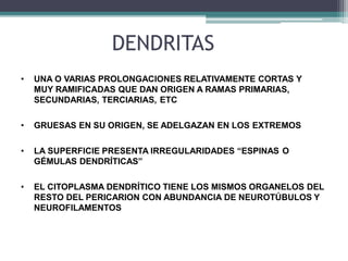 DENDRITAS
• UNA O VARIAS PROLONGACIONES RELATIVAMENTE CORTAS Y
MUY RAMIFICADAS QUE DAN ORIGEN A RAMAS PRIMARIAS,
SECUNDARIAS, TERCIARIAS, ETC
• GRUESAS EN SU ORIGEN, SE ADELGAZAN EN LOS EXTREMOS
• LA SUPERFICIE PRESENTA IRREGULARIDADES “ESPINAS O
GÉMULAS DENDRÍTICAS”
• EL CITOPLASMA DENDRÍTICO TIENE LOS MISMOS ORGANELOS DEL
RESTO DEL PERICARION CON ABUNDANCIA DE NEUROTÚBULOS Y
NEUROFILAMENTOS
 