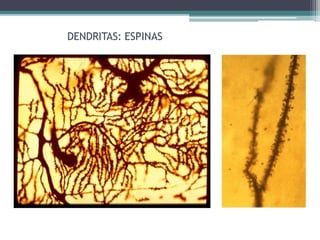 DENDRITAS: ESPINAS
 