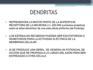 DENDRITAS
• REPRESENTAN LA MAYOR PARTE DE LA SUPERFICIE
RECEPTORA DE LA NEURONA (+/- 200.000 contactos sinápticos
sobre el árbol dendrítico de una sola célula piriforme (de Purkinje)
• LOS ESTÍMULOS RECIBIDOS PUEDEN SER EXCITATORIOS O
INHIBITORIOS PARA LA ACTIVIDAD ELÉCTRICA DE LA
MEMBRANA CELULAR
• SI SE PRODUCE UNA SEÑAL, SE GENERA UN POTENCIAL DE
ACCIÓN QUE SE PROPAGA A LO LARGO DEL AXÓN PARA SER
ENTREGADO A OTRA CÉLULA
 