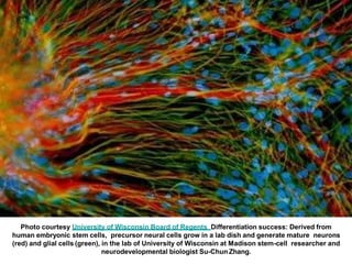 Photo courtesy University of Wisconsin Board of Regents Differentiation success: Derived from
human embryonic stem cells, precursor neural cells grow in a lab dish and generate mature neurons
(red) and glial cells (green), in the lab of University of Wisconsin at Madison stem-cell researcher and
neurodevelopmental biologist Su-Chun Zhang.
 