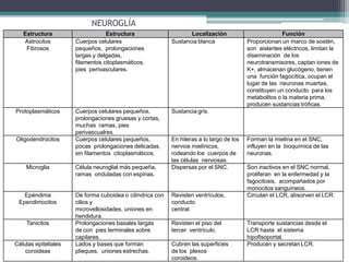 Estructura Estructura Localización Función
Astrocitos
Fibrosos
Cuerpos celulares
pequeños, prolongaciones
largas y delgadas,
filamentos citoplasmáticos,
pies perivasculares.
Sustancia blanca Proporcionan un marco de sostén,
son aislantes eléctricos, limitan la
diseminación de los
neurotransmisores, captan iones de
K+, almacenan glucógeno, tienen
una función fagocítica, ocupan el
lugar de las neuronas muertas,
constituyen un conducto para los
metabolitos o la materia prima,
producen sustancias tróficas.
Protoplasmáticos Cuerpos celulares pequeños,
prolongaciones gruesas y cortas,
muchas ramas, pies
perivascualres.
Sustancia gris.
Oligodendrocitos Cuerpos celulares pequeños,
pocas prolongaciones delicadas,
sin filamentos citoplasmáticos.
En hileras a lo largo de los
nervios mielínicos,
rodeando los cuerpos de
las células nerviosas.
Forman la mielina en el SNC,
influyen en la bioquímica de las
neuronas.
Microglia Célula neuroglial más pequeña,
ramas onduladas con espinas.
Dispersas por el SNC. Son inactivos en el SNC normal,
proliferan en la enfermedad y la
fagocitosis, acompañados por
monocitos sanguíneos.
Epéndima
Ependimocitos
De forma cuboidea o cilíndrica con
cilios y
microvellosidades, uniones en
hendidura.
Revisten ventrículos,
conducto
central.
Circulan el LCR, absorven el LCR.
Tanicitos Prolongaciones basales largas
de con pies terminales sobre
capilares.
Revisten el piso del
tercer ventrículo.
Transporte sustancias desde el
LCR hasta el sistema
hipofisoportal.
Células epiteliales
coroideas
Lados y bases que forman
plieques, uniones estrechas.
Cubren las superficies
de los plexos
coroideos.
Producen y secretan LCR.
NEUROGLÍA
 