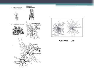 ASTROCITOS
 