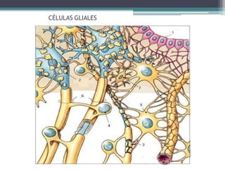 CÉLULAS GLIALES
 