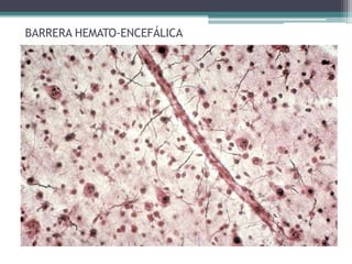 BARRERA HEMATO-ENCEFÁLICA
 