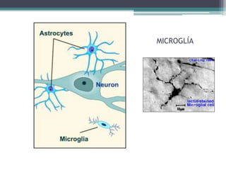 MICROGLÍA
 