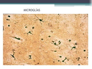 MICROGLÍAS
 