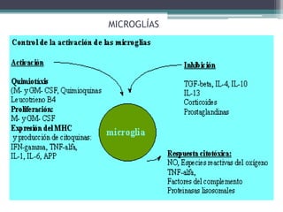 MICROGLÍAS
 