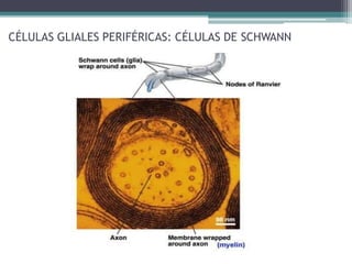 CÉLULAS GLIALES PERIFÉRICAS: CÉLULAS DE SCHWANN
 