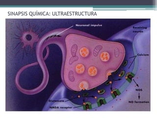 SINAPSIS QUÍMICA: ULTRAESTRUCTURA
 